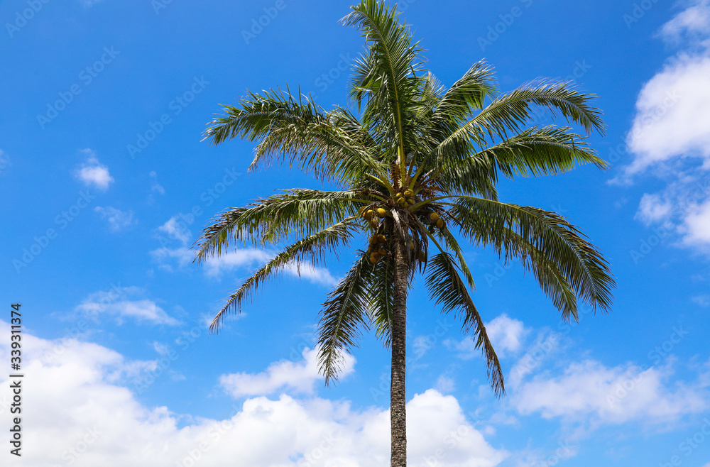 Single Palm Tree in Wailea Maui Hawaii with Coconuts and Blue Sky with Clouds