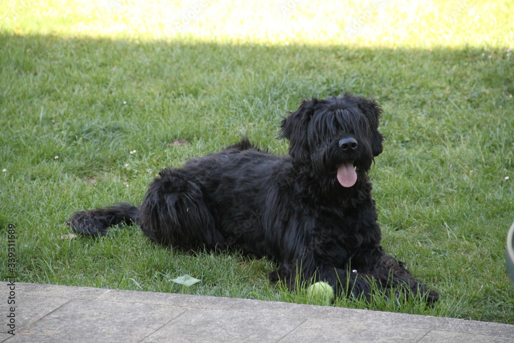 Sheepdogs domestic garden puppy playing together