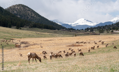 Herd of elks in Colorado mountains