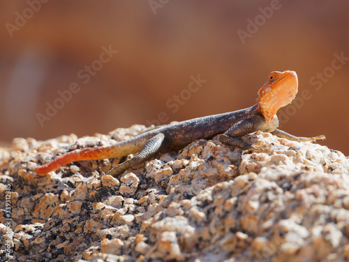 Orange and blue Namib rock agama at Spitzkoppe, Namibia photo