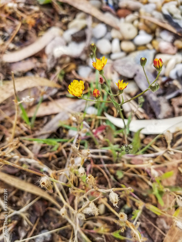 Smooth hawksbeard flowers photo