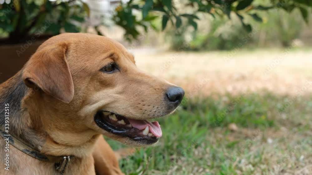 Close Up Head Shot of Dog Turned to Looking At Camera. Close Up Head Shot of Dog Turned to Looking At Camera.