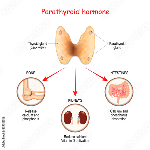 Hormones produced by the parathyroid gland. Parathyroid hormone (PTH). photo
