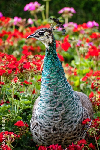peacock in the garden