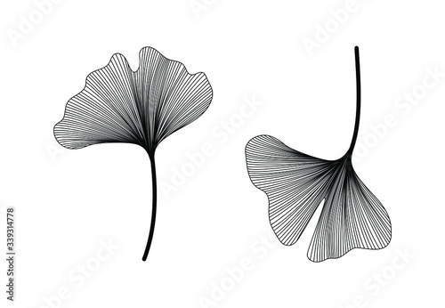 Ginkgo biloba set isolated on white background. Hand drawn leaves. Vector black and white botanical illustration