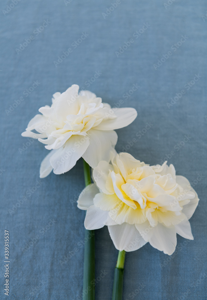 Freshly Cut White and Orange Daffodils on Linen