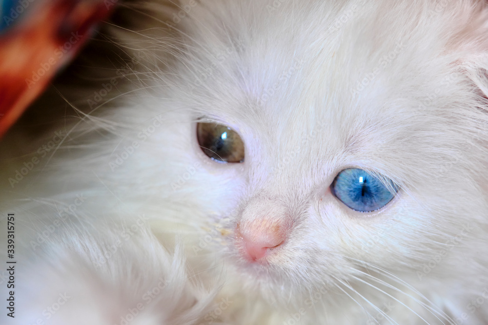 kitten with a runny nose and with heterochromia white kitten with a runny nose and with heterochromia white
