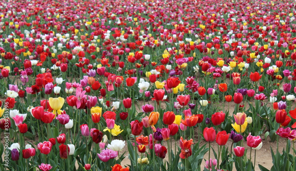 Campo di tulipani colorati nella campagna in Olanda