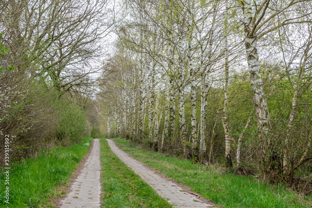 Obraz premium forest path is lined with birch trees