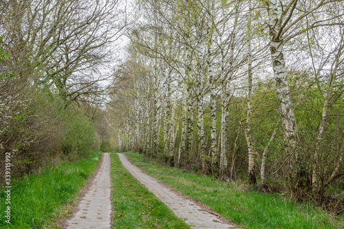 forest path is lined with birch trees