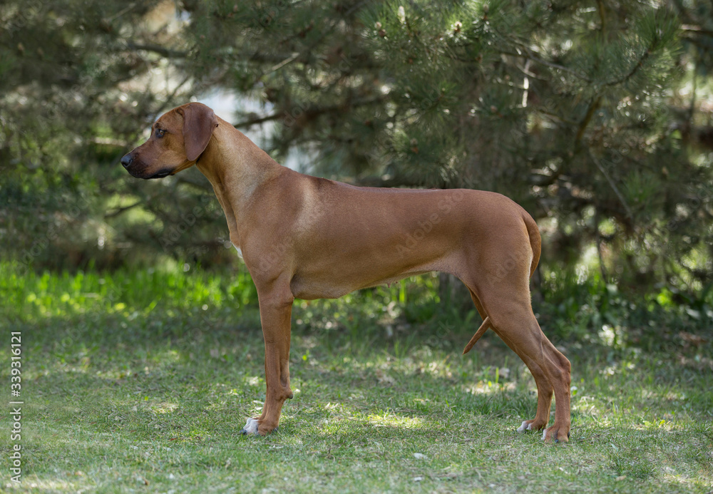 Brown dog Rhodesian Ridgeback standing in park and looking Brown dog Rhodesian Ridgeback standing in park and looking