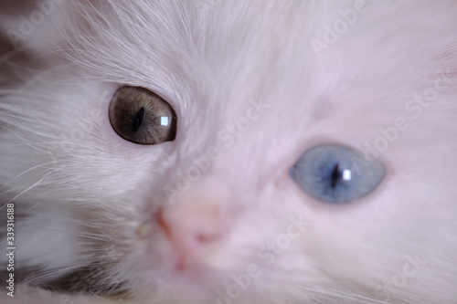kitten with a runny nose and with heterochromia white © LemPro Filming Life