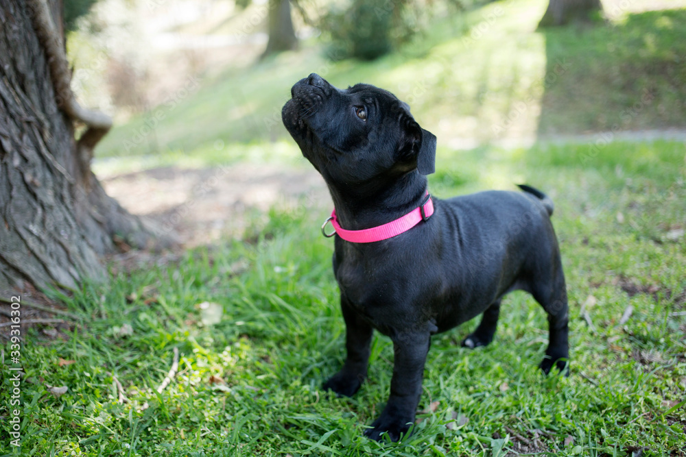 black puppy Staffordshire bullterrier sitting on green grass with pink collar black puppy Staffordshire bullterrier sitting on green grass with pink collar