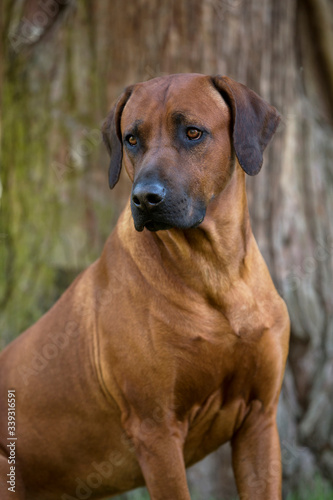 Brown dog Rhodesian Ridgeback portrait on brown background