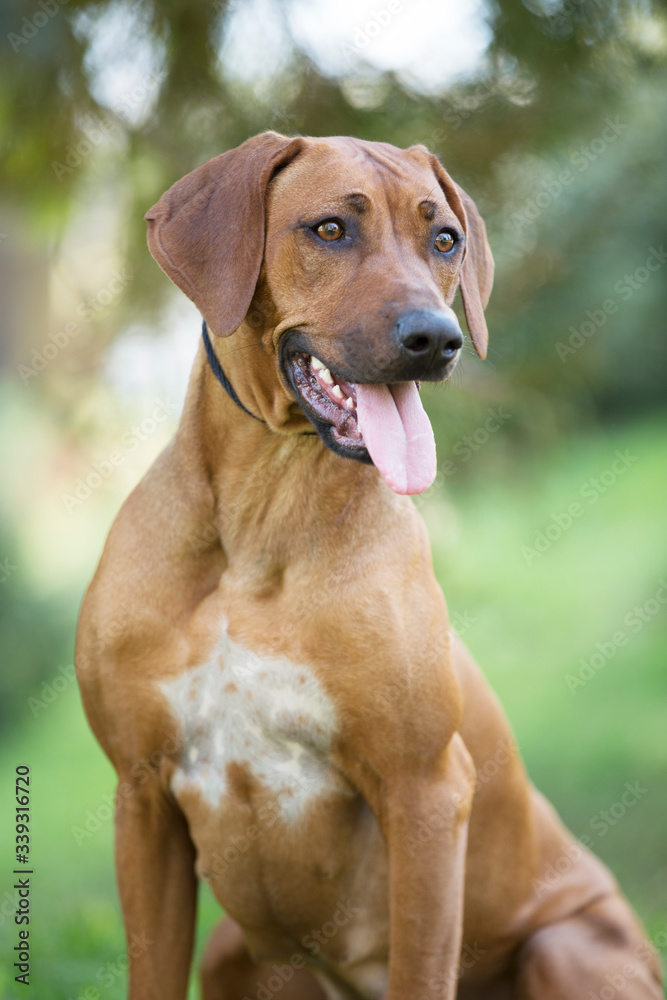 brown dog Rhodesian ridgeback portrait on green background brown dog Rhodesian ridgeback portrait on green background
