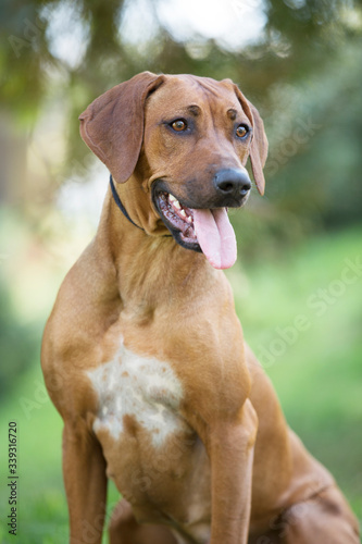 brown dog Rhodesian ridgeback portrait on green background 