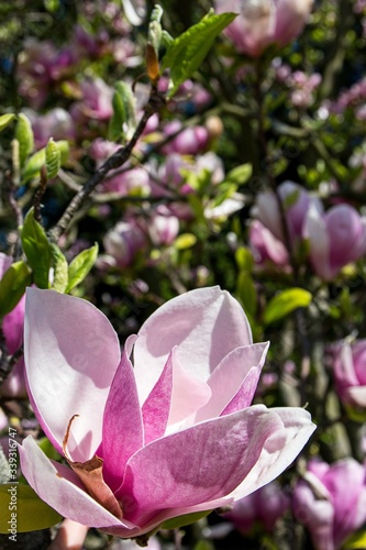 pink magnolia tree