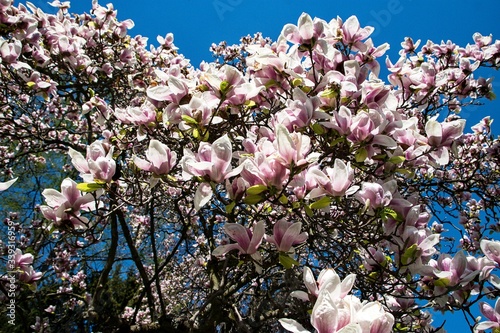 magnolia