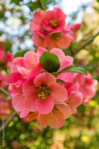 pink and white flowers