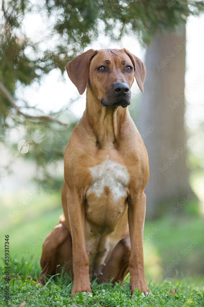 brown dog Rhodesian ridgeback portrait on green background brown dog Rhodesian ridgeback portrait on green background
