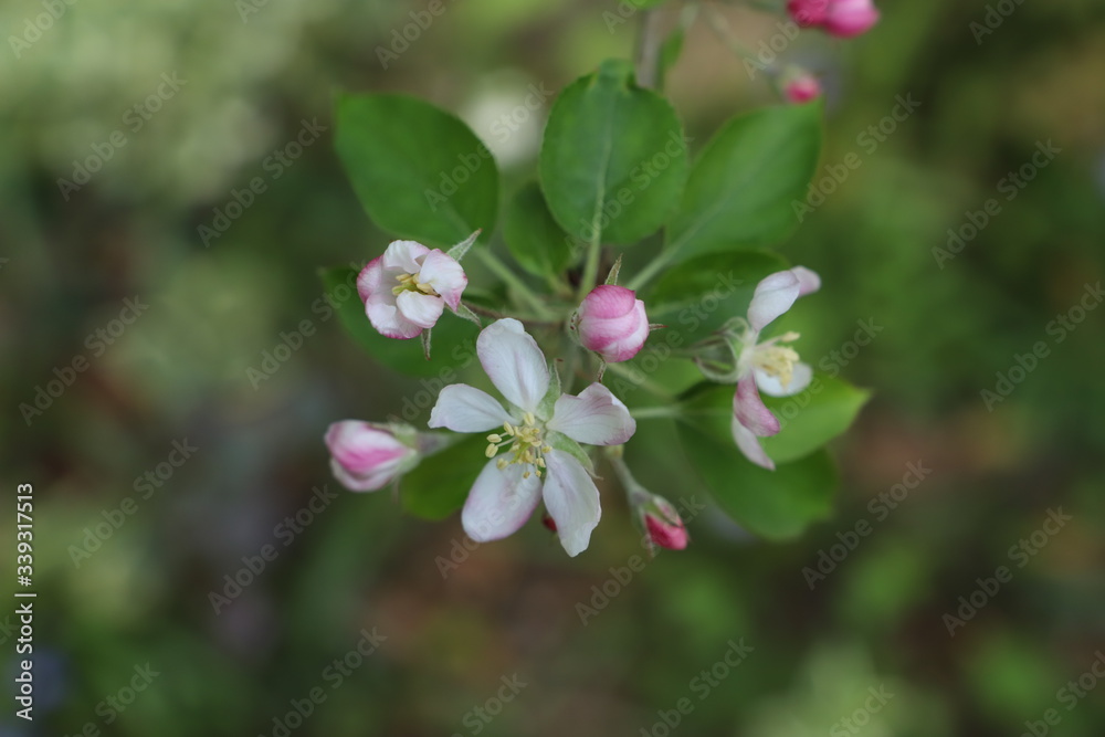 Obraz premium paysage d'un jardin fleuri au printemps