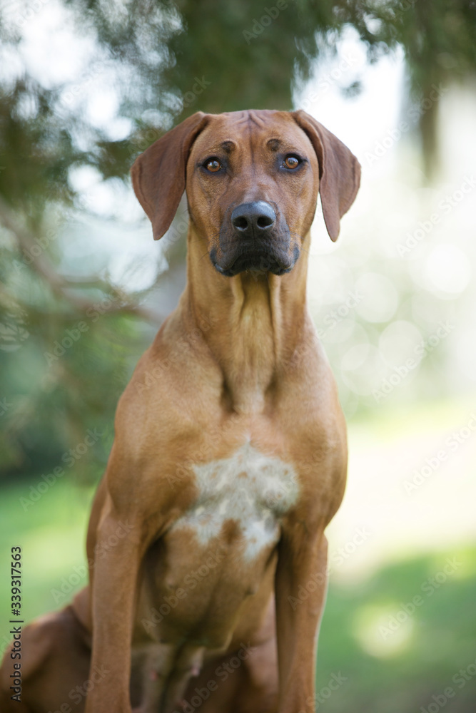 brown dog Rhodesian ridgeback portrait on green background brown dog Rhodesian ridgeback portrait on green background