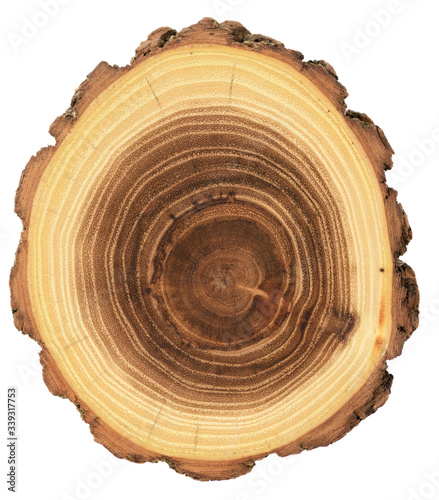 Unusual shape wood slab. Young acacia tree cross section showing growth rings and bark isolated on white background