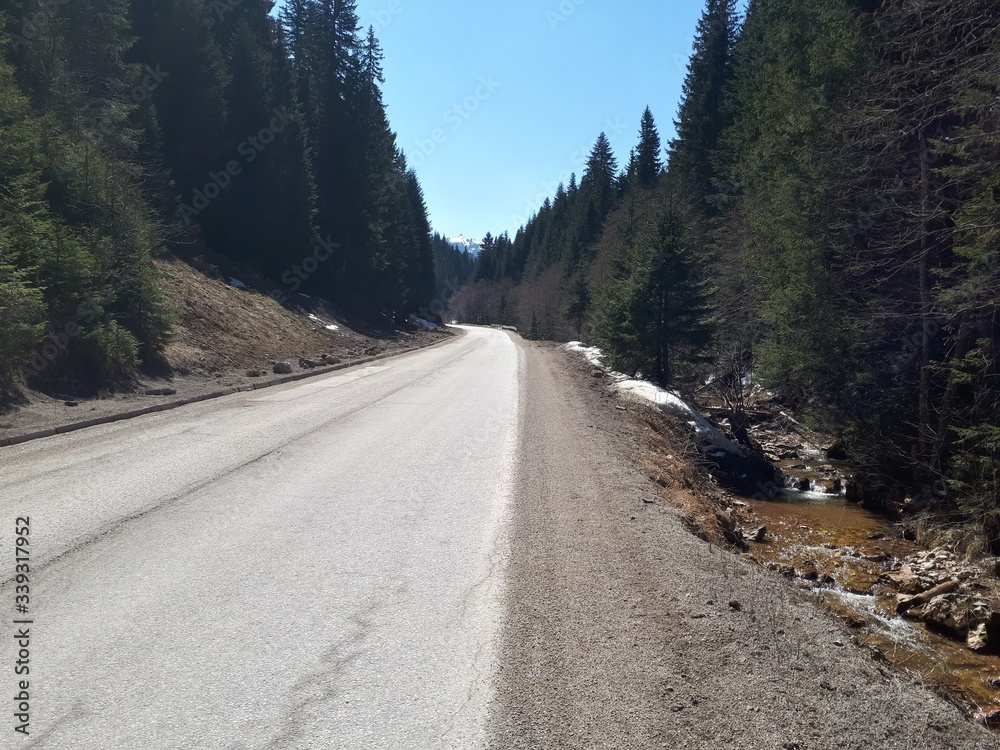 Straight road in mountains with pine trees