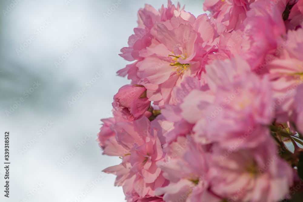 Pretty pink flowers burst into bloom, japanese flowering cherry Prunus serrulata, flowers of fruiting trees, early source of pollen and nectar for bees and other pollinators, copy space photo