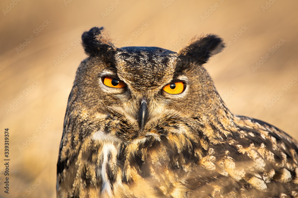 Fototapeta premium Close-up of large wild owl looking into camera with intense orange eyes. Detailed portrait of a european eagle-owl, bubo bubo, observing in nature at sunrise.