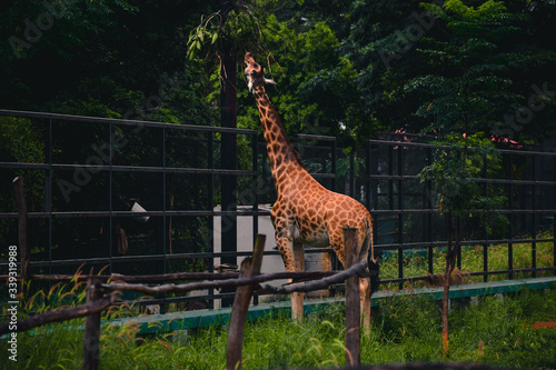 Photography giraffe in the zoo