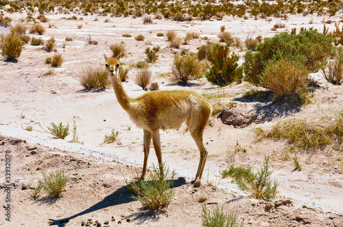 Lama near Salinas Grandes in northwest Argentina