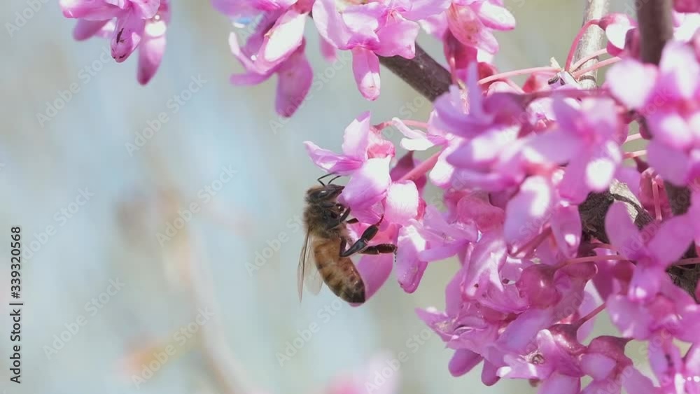 Bee hanging onto tiny flowers of Redbud tree in early spring