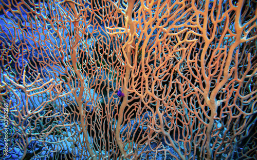  Underwater world. Pseudochromis fridmani amid the gorgonaria coral. photo