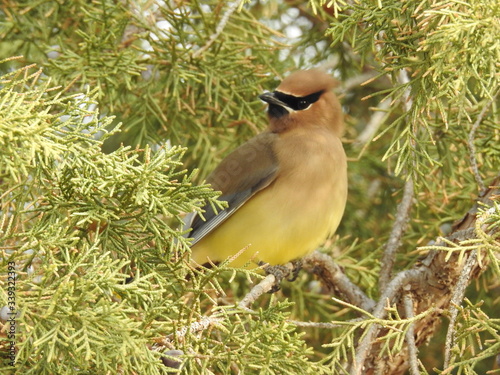 Bird Cedar Waxwing photo