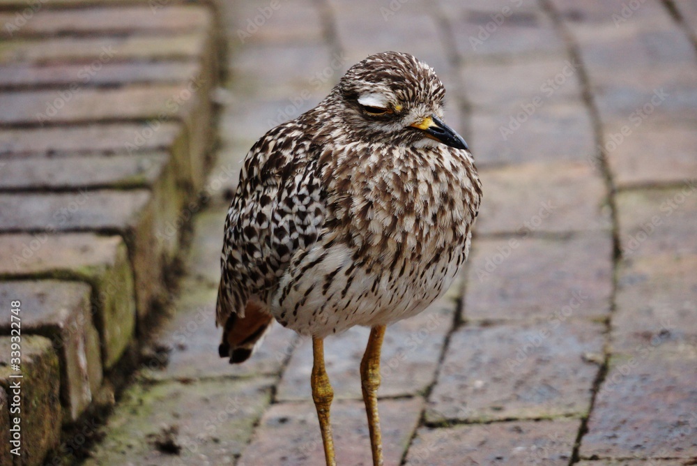 Fototapeta premium Portrait of a dozy Water thick-knee Bird