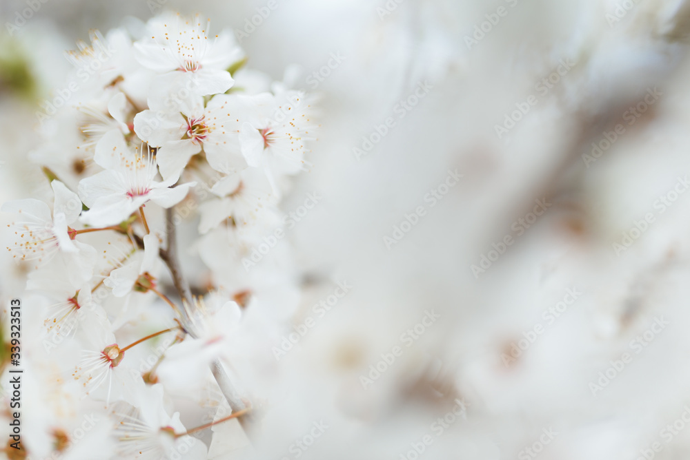 White cherry blossoms in spring sun with tender bokeh