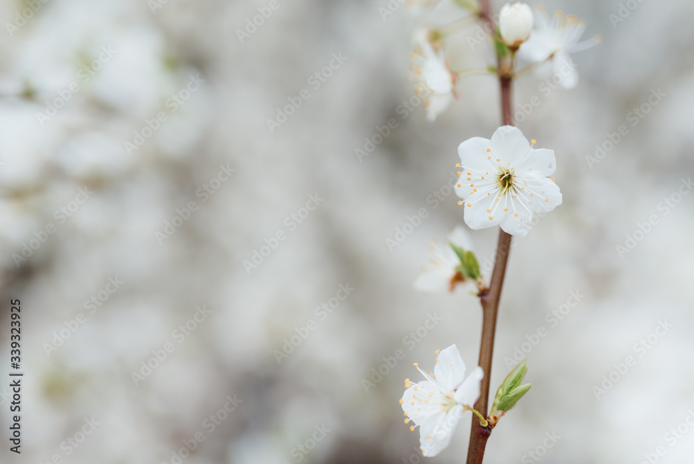 Obraz premium Cherry blossom in spring for background or copy space for text