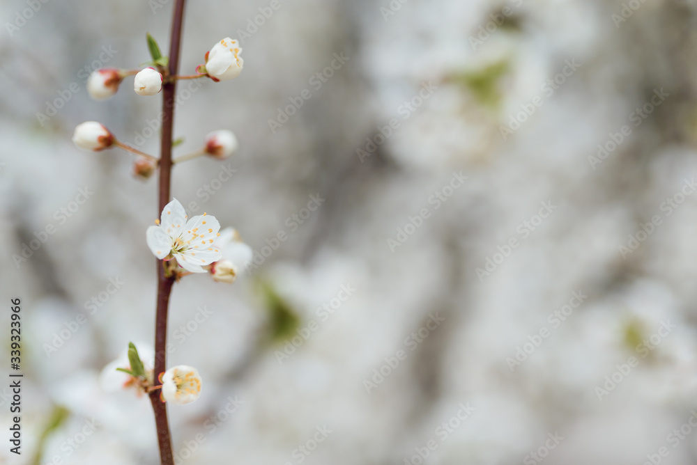 Beautiful tender tree blossom in sunlight, floral background, spring blooming flowers. Cherry blossoms in the Prague city garden. Copy space for text. Beautiful tender tree blossom in sunlight, floral background, spring blooming flowers. Cherry blossoms in the Prague city garden. Copy space for text.