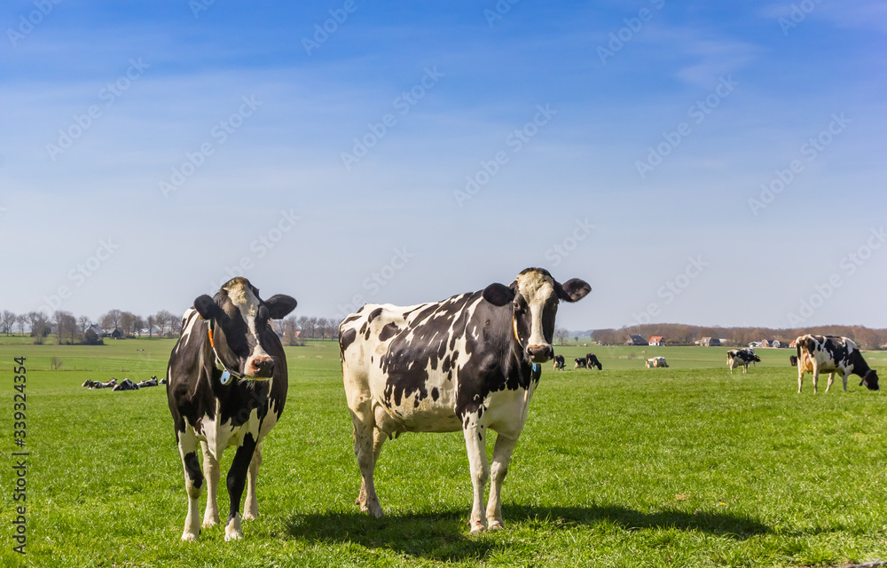 Black and white holstein cows in the hills of Gaasterland, Netherlands