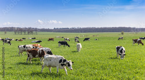 Herd of Holstein cows in the hills of Gaasterland  Netherlands