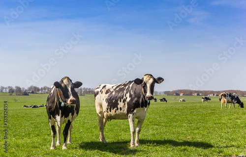 Black and white holstein cows in the hills of Gaasterland, Netherlands