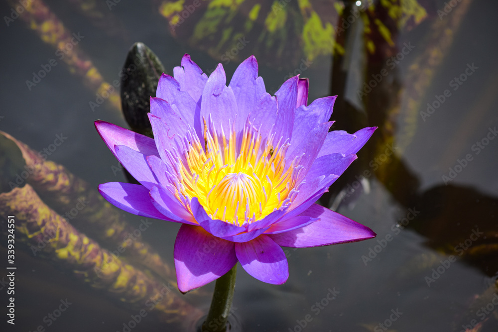 Water Lily Blooming over Pond with Colorful Pedals Water Lily Blooming over Pond with Colorful Pedals