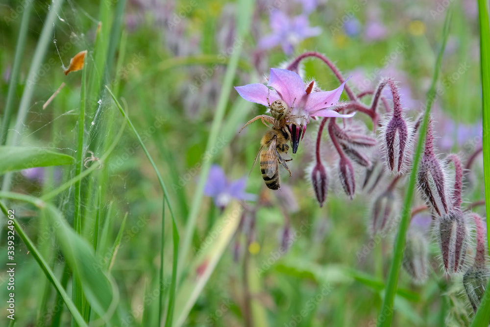 White Spider catch and kill an honey bee in a spring flower meadow,nature fauna White Spider catch and kill an honey bee in a spring flower meadow,nature fauna