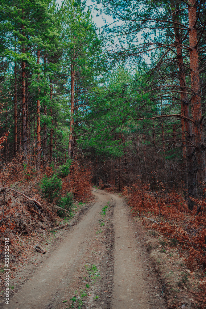 Obraz premium The country or gravel road in the middle of the wild 