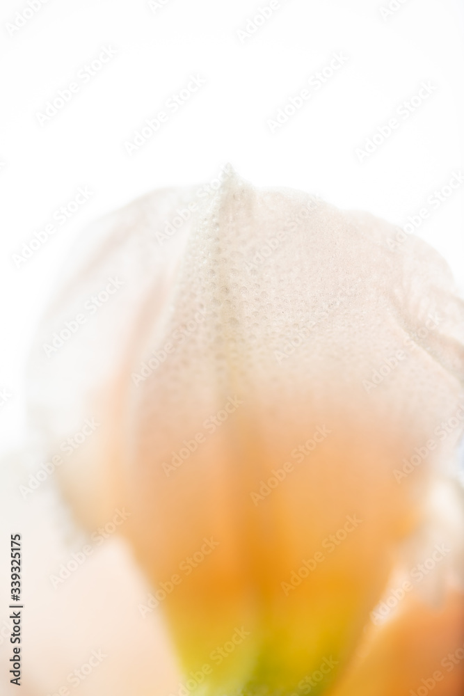 Close up of Fresh White and Pink Daffodils