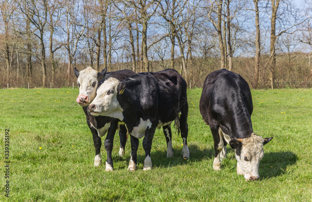 Young Blaarkop cows in a meadow in Gaasterland, Netherlands Young Blaarkop cows in a meadow in Gaasterland, Netherlands