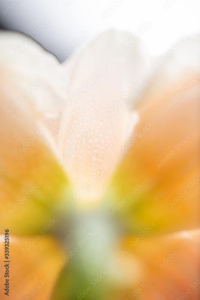Fototapeta premium Close up of Fresh White and Pink Daffodils