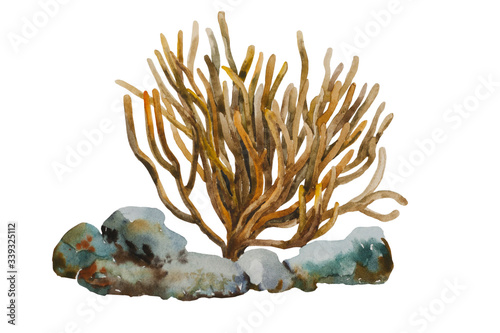 Watercolor soft coral as Sinularia sp., uses long, flexible arms to capture planktonic organisms that pass in ocean currents. Sea animal hand painted and isolated on white background photo