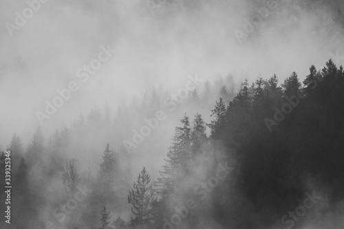 misty morning mist © Karolna